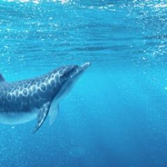 Кухонный фартук Фауна 053 Дельфины МДФ матовый (3000) Fauna в Ишиме - ishim.mebel24.online | фото 2