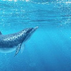 Кухонный фартук Фауна 053 Дельфины МДФ матовый (3000) Fauna в Ишиме - ishim.mebel24.online | фото