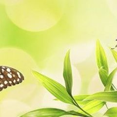 Кухонный фартук Цветы 028 МДФ матовый (3000) Flowers в Ишиме - ishim.mebel24.online | фото