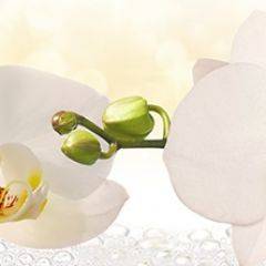 Кухонный фартук Цветы 328 МДФ матовый (3000) Flowers в Ишиме - ishim.mebel24.online | фото
